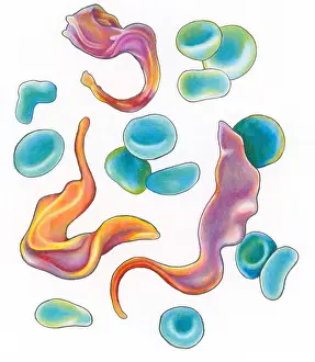 Pathological Prints: Trypanosoma Brucei, a Parasite Transmitted by the Tsetse Fly Causing Sleeping Sickness