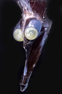 Tubes Prints: Tube-Eye
