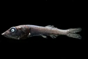 Sacs Prints: Tube Shoulders, Platytroctid