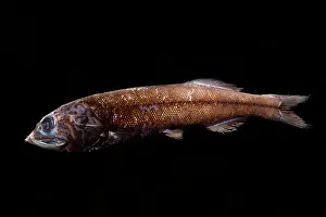Sacs Prints: Tube Shoulders, Platytroctid