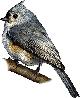 Songbird Prints: Tufted Titmouse
