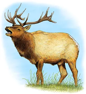 Canadensis Prints: Tule Elk