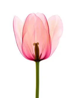 Flowering Prints: Tulip, X-ray