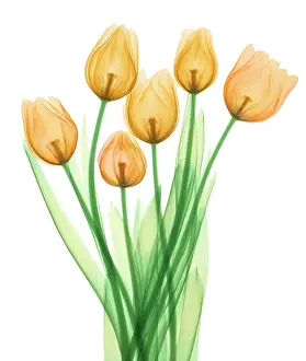 Monocot Prints: Tulips, X-ray
