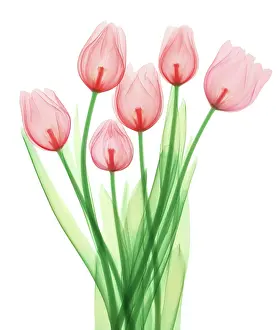 Science Source Collection Prints: Tulips, X-ray
