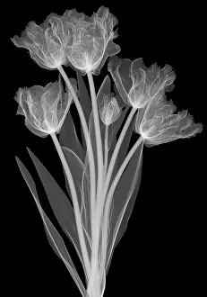 Monocot Prints: Tulips, X-ray