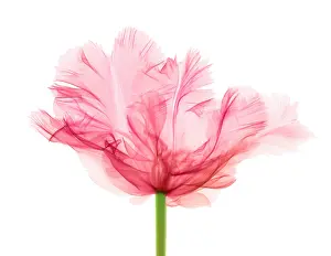 Monocot Prints: Tulips, X-ray