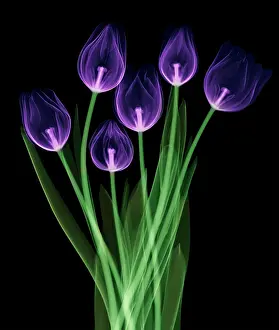 Monocot Prints: Tulips, X-ray