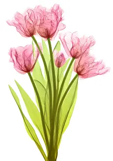 Monocot Prints: Tulips, X-ray