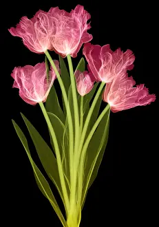 Flowering Prints: Tulips, X-ray