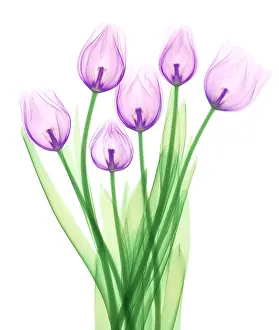 Flowering Prints: Tulips, X-ray