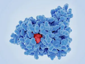 Tumor Prints: Tumor Suppressor MTAP