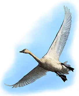 Tundra Prints: Tundra Swan, Cygnus columbianus, Illustration