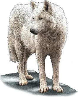 Tundra Prints: Tundra wolf
