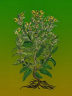 Horticultural Prints: Turkey Balm