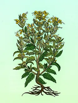 Horticulture Prints: Turkey Balm