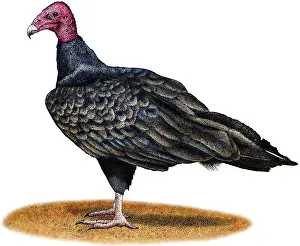 Turkey Prints: Turkey Vulture