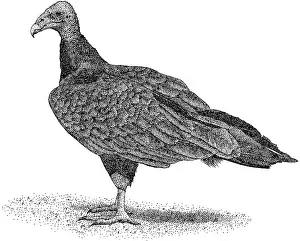 Turkey Vulture