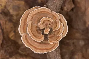 Turkeytail Fungus (Trametes versicolor)