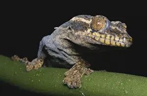 Profile Prints: Turnip-tailed Gecko