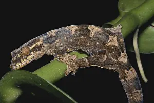 Amazon Prints: Turnip-tailed Gecko