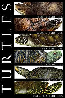 Painted Prints: Turtles, Poster