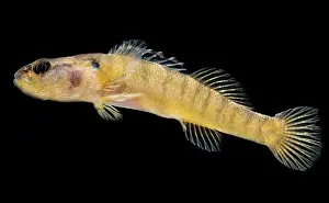 Tuxedo Darter (Etheostoma lemniscatum)