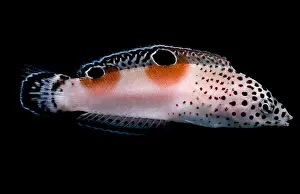 Clown Prints: Twin Spot Wrasse