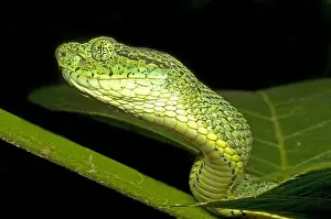 Hunter Prints: Two-Striped Forest Pit Viper