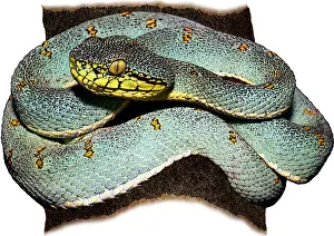Forest Prints: Two-striped Forest-pitviper, Illustration