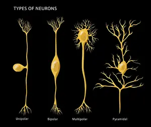 Neurological Prints: Types of Neurons