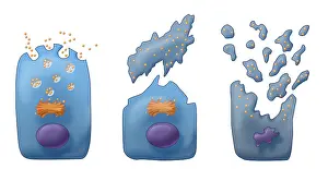 October Prints: Types of Secretion, Illustration