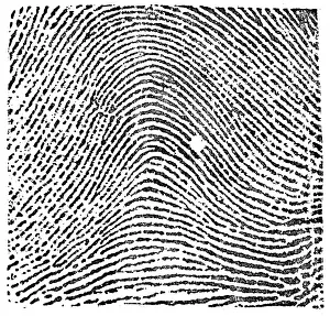 Classification Prints: Typical Arch Pattern, 1900