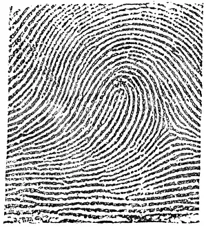 1900 Prints: Typical Loop Pattern, 1900