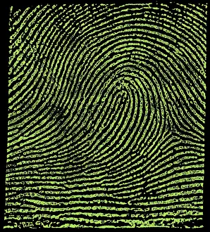 Classification Prints: Typical Loop Pattern, 1900