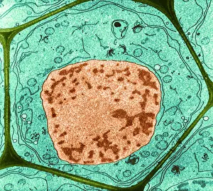 Wall Prints: Typical Plant Cell, Root Tip, TEM
