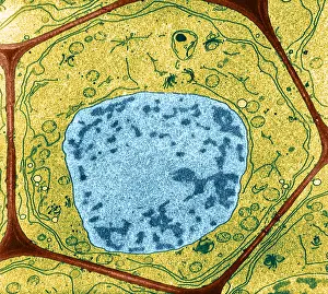 Wall Prints: Typical Plant Cell, Root Tip, TEM