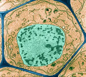 Nuclear Prints: Typical Plant Cell, Root Tip, TEM