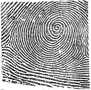 Whorl Prints: Typical Whorl Pattern, 1900