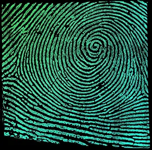 Whorl Prints: Typical Whorl Pattern, 1900