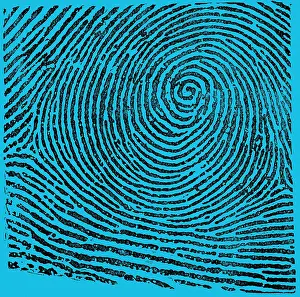 Typical Whorl Pattern, 1900