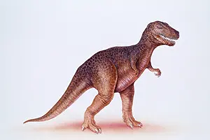 Paintings Prints: Tyrannosaurus rex