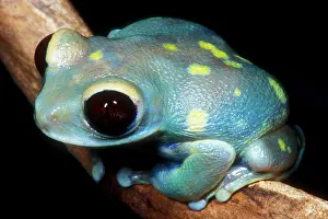 2005 Prints: Uluguru Forest Treefrog