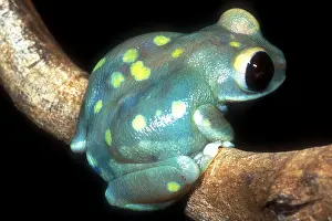 2005 Prints: Uluguru Forest Treefrog