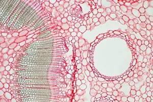 Nature, History, Science Prints: Umbrella Pine Stem under a microscope