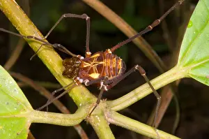 Nocturnal Prints: 'Uncle' Longlegs
