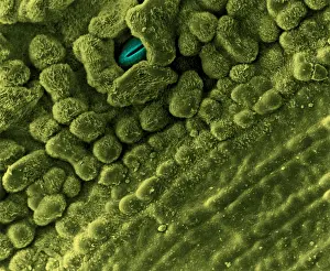 Orchid Prints: Underside of Leaf with Stomata, under a microscope (SEM)