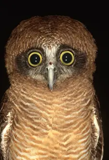 Aves Prints: Owl
