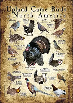 Birds Prints: Upland Game Birds of North America