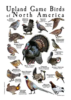 Prairie Prints: Upland Game Birds of North America